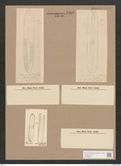 Navicula sp. (de-Toni-Nr.: Genus 1) Zeichnungen Sammlung Grunow Nr. 1486 (NHMW-BOT-W0368501)